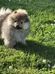 Loulou de  pomeranie ( Les poms de loleyk)