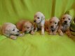 Chiots Golden Retriever