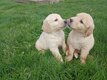 Chiots Golden Retriever