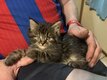 Croise main coon reste 1 mâle sur une portee de 4