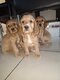 Chiots Cocker-Anglais