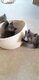 Magnifiques chatons chartreux à vendre