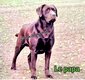 Magnifiques Chiots Labrador