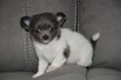 Chihuahuas bébés