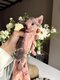 Magnifiques chatons Sphynx
