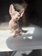 Magnifiques chatons Sphynx