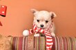 Chiot Chihuahua