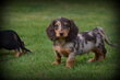 Chiots Teckel poil long