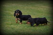 Chiots Teckel poil long
