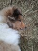 Magnifiques Collie à Poils Longs