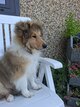 Magnifiques Collie à Poils Longs