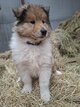 Magnifiques Collie à Poils Longs