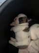 Chiot bouledogue francais a vendte