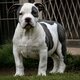 Amercan Bully xl