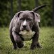 Amercan Bully xl