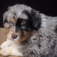 Chiots Berger Australien  Merle