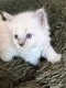 Chatons siamois
