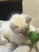 Chatons siamois blues points