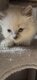 Chatons siamois blues points