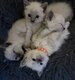 Chatons siamois blues points