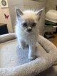 Chatons siamois blues points