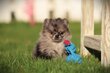 Chiots pomeranie