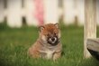 Shiba inu chiots à vendre