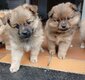 Magnifique chiots spitz