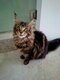Main coon à vendre
