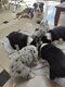 5 magnifiques chiots border collie