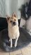 Femelle Akita Inu/américain à donner
