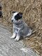 Chiots Bouviers Australiens Losh