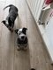 Chiots Bouviers Australiens Losh