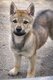 2 chiots Chien Loup Tchécoslovaque