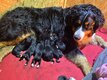 Chiots Bouvier Bernois