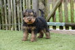 Magnifiques chiots Welsh Terrier (parents...