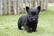 Magnifiques chiot Scottish Terrier, avec pedigree
