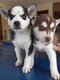 Superbes chiots husky