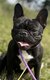 Bouledogue français femelle 2ans