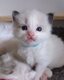 Chatons Ragdoll de Pure race