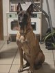Malinois à donner