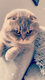 Mâle Scottish fold disponible pour saillie avec...