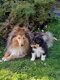 Chiots berger shetland