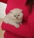 Magnifique chaton British Shorthair
