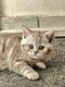 Chaton British Shorthair chocolat silver blotched