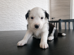 Border collie femelle