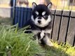 Pomsky