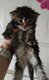 Magnifiques chatons maine coon à réserver