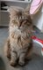 Magnifiques femelles maine coon retraitées