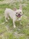 Bouledogue français femelle